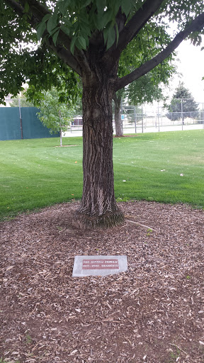 The Kinney Family Memorial Tree - Boise, ID.jpg