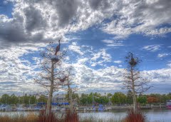 Herons in the Clouds - Suisun City, CA.jpg