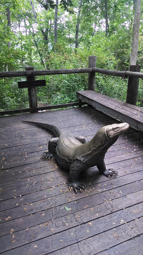 Komodo Dragon - Fort Wayne, IN.jpg