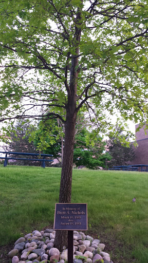 Brett Nichols Tree - Lansing, MI.jpg
