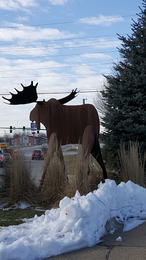 Thunder Bay Moose - Davenport, IA.jpg