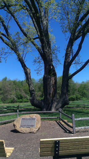 The Signal Tree Plaque - Akron, OH.jpg