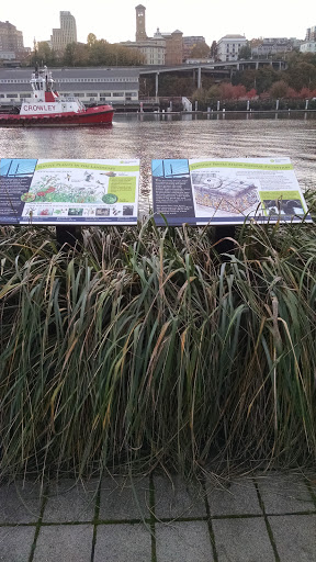 Plants In Native Landscape - Tacoma, WA.jpg