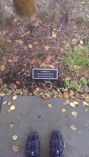 Harry and Terry Milvid Memorial Tree - Dunedin, FL.jpg