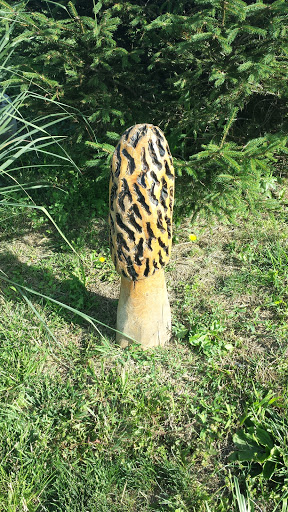 Wabash Giant Morel - Jerome, IL.jpg