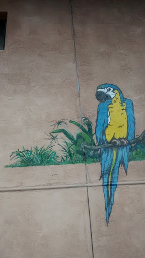 Macaw - Escondido, CA.jpg