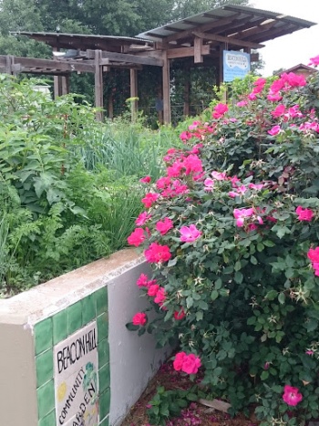 Beacon Hill Community Garden - San Antonio, TX.jpg