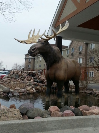 Stoney Creek Moose - Columbia, MO.jpg