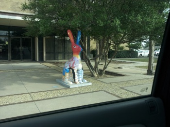 Odessa Bunny - Odessa, TX.jpg