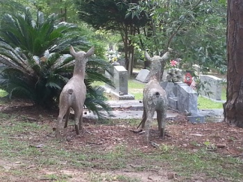 Whatcha' Lookin' At Bambi - Tallahassee, FL.jpg