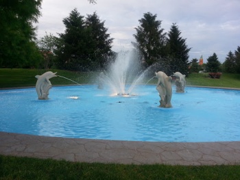 Playful Dolphins - St. Louis, MO.jpg