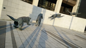 Wolves - Ville de Québec, QC.jpg