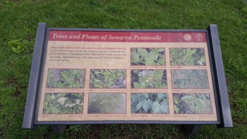 Trees and Plants of Sewaren Peninsula - Woodbridge Township, NJ.jpg