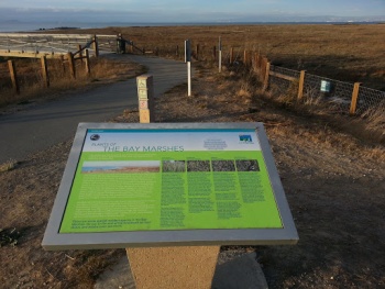 Plants of the Bay Marshes - Foster City, CA.jpg