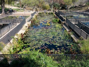 International Lily Collection - San Angelo, TX.jpg