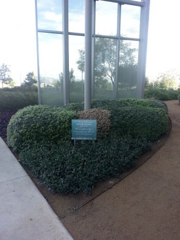 LeAnne Cooney Memorial - Escondido, CA.jpg