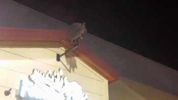 Flying Pigs - Gilbert, AZ.jpg