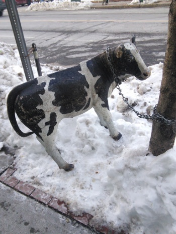 Cow Mascot - Cambridge, MA.jpg