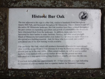Historic Bur Oak - Rochester, MN.jpg