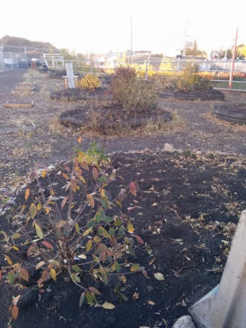 LivingBRIDGE Community Garden - Edmonton, AB.jpg