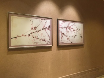 Wall Flower - Las Vegas, NV.jpg