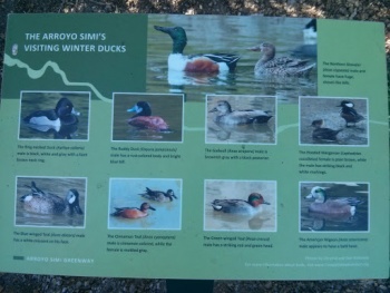 Bike Path Winter Ducks - Simi Valley, CA.jpg