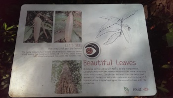 Beautiful Leaves - Singapore, Singapore.jpg