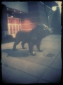 "This is Our House" Bronze Bulldog - Spokane, WA.jpg