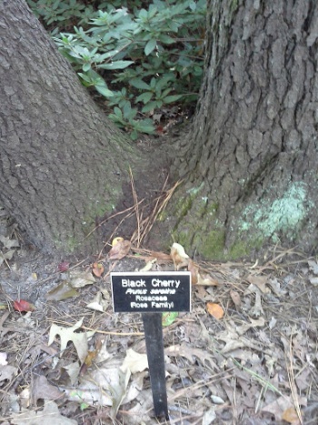 Black Cherry - Norfolk, VA.jpg
