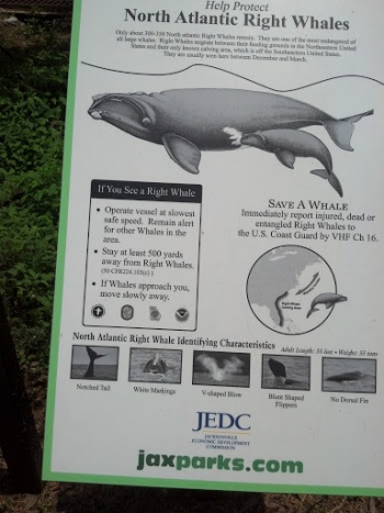 North Atlantic Whales - Jacksonville, FL.jpg