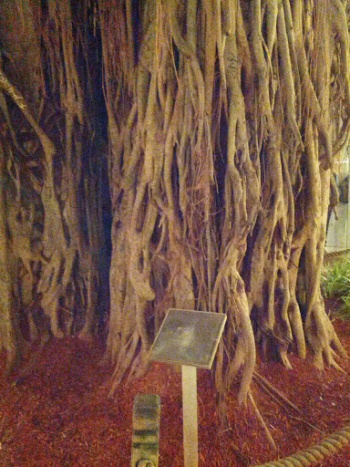 Miami's Oldest Tree - Miami, FL.jpg