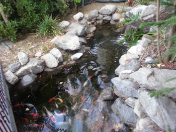 Koi Pond at Christa Chevron - Santa Clarita, CA.jpg