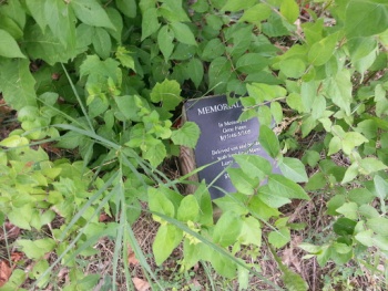 Greg Fines Memorial Tree - Columbia, MO.jpg