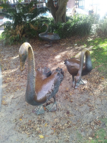 Swan River Black Swans - Perth, WA.jpg