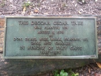 Deodar Cedar Tree Memorial - Raleigh, NC.jpg