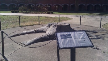 The Whitfield Stump - Lexington, KY.jpg
