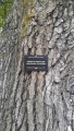 Heritage Tree- American Sweetgum - Portland, OR.jpg