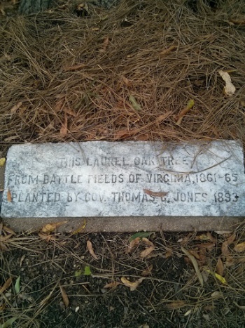 Oldest Tree - Montgomery, AL.jpg