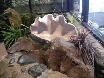 Atlantis Giant Clam - Reno, NV.jpg