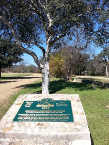 Tree of the Year 2008 - Austin, TX.jpg