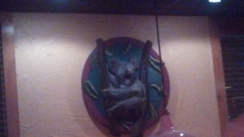 Krazy Koala - Colorado Springs, CO.jpg