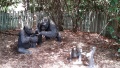 Gorilla Family Statues - Louisville, KY.jpg