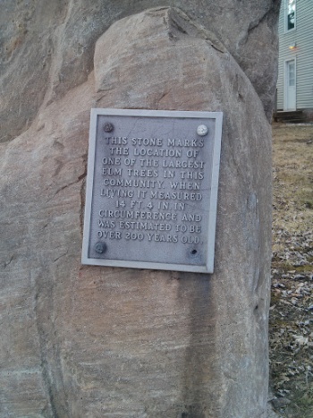 Largest Elm Tree - Fort Wayne, IN.jpg