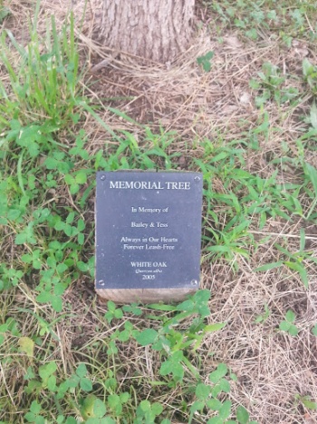 Bailey & Tess Memorial Tree - Columbia, MO.jpg
