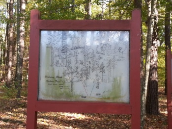 Redwing Park Nature Trail - Virginia Beach, VA.jpg