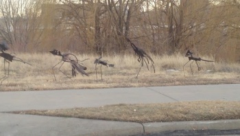 Bellows Park Critters - Lakewood, CO.jpg