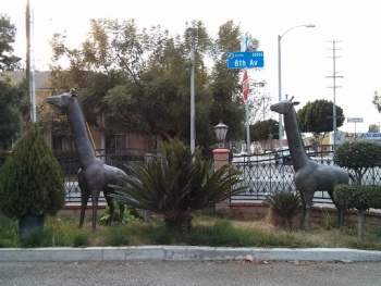Twin Giraffes - Arcadia, CA.jpg