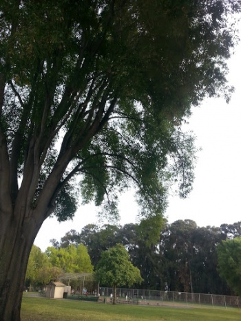 Sorensdale Park - Hayward, CA.jpg