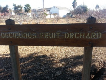 Deciduous Fruit Orchard - San Jose, CA.jpg