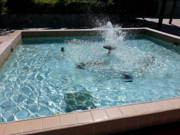 OPAC Plaza Fountain - Oxnard, CA.jpg
